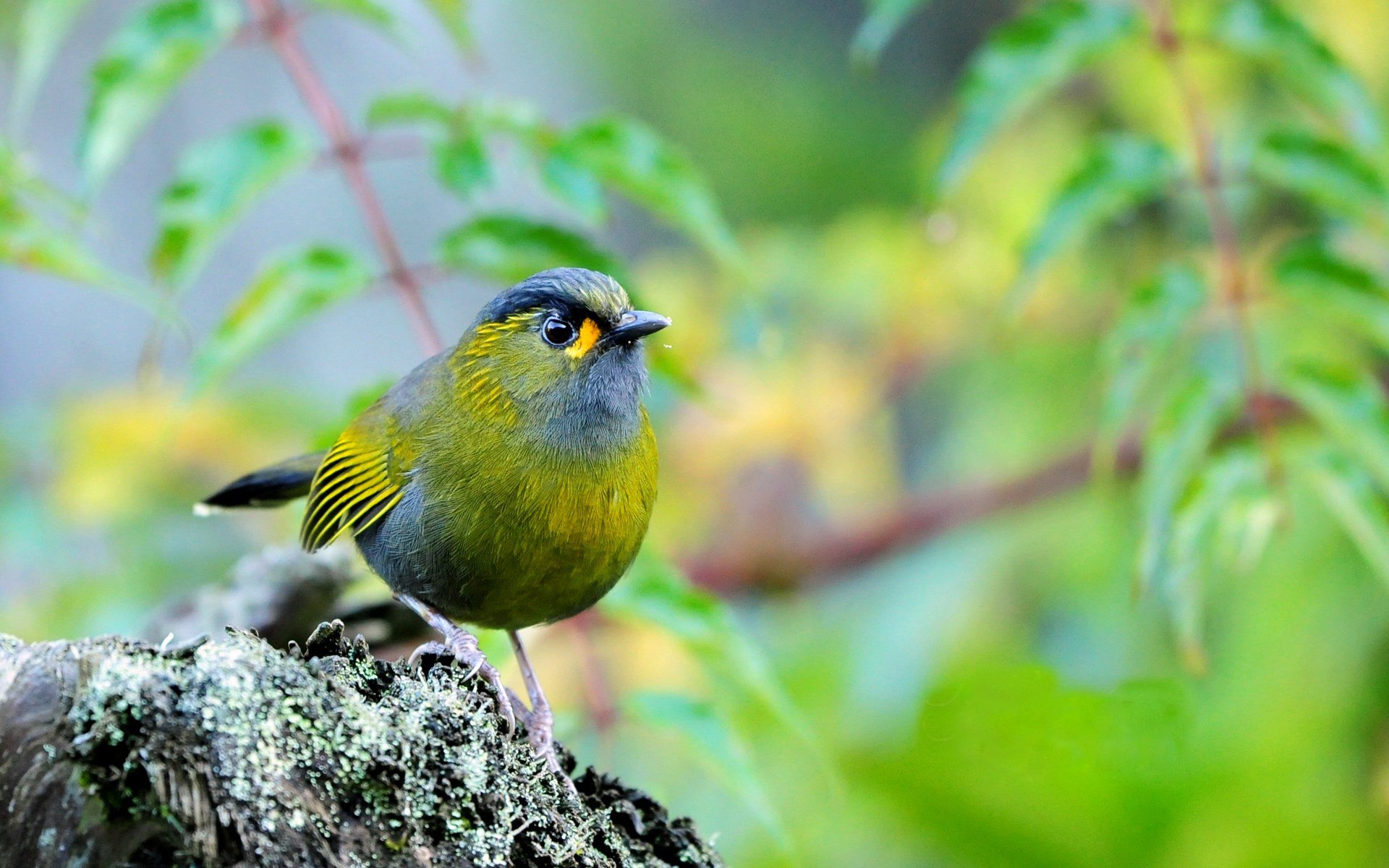 9076 Oiseaux Fonds d'écran HD | Arrière-Plans - Wallpaper Abyss - Page 37