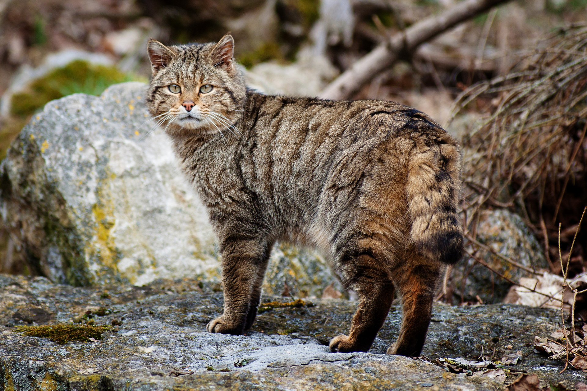 A striking HD desktop wallpaper featuring a cat standing gracefully on rocky terrain, showcasing its beautiful fur patterns and natural surroundings.