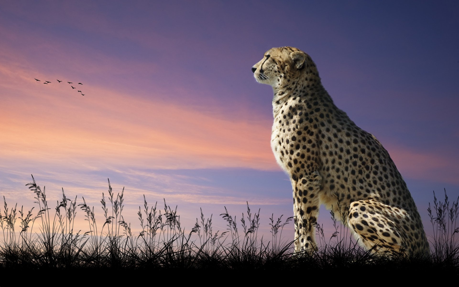 Black Cheetah Wallpapers  Top Free Black Cheetah Backgrounds   WallpaperAccess