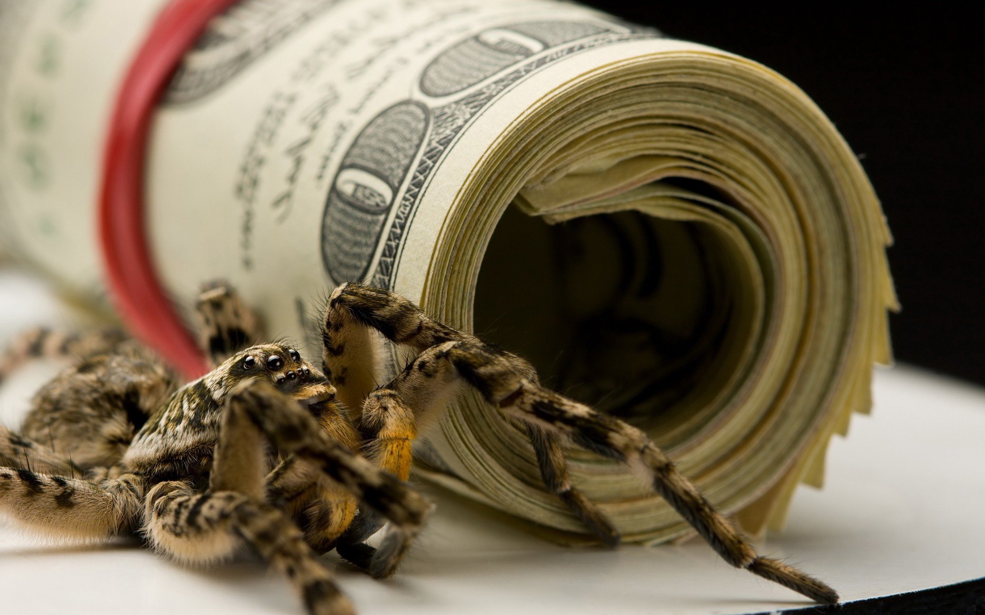 Download Animal Spider HD Wallpaper