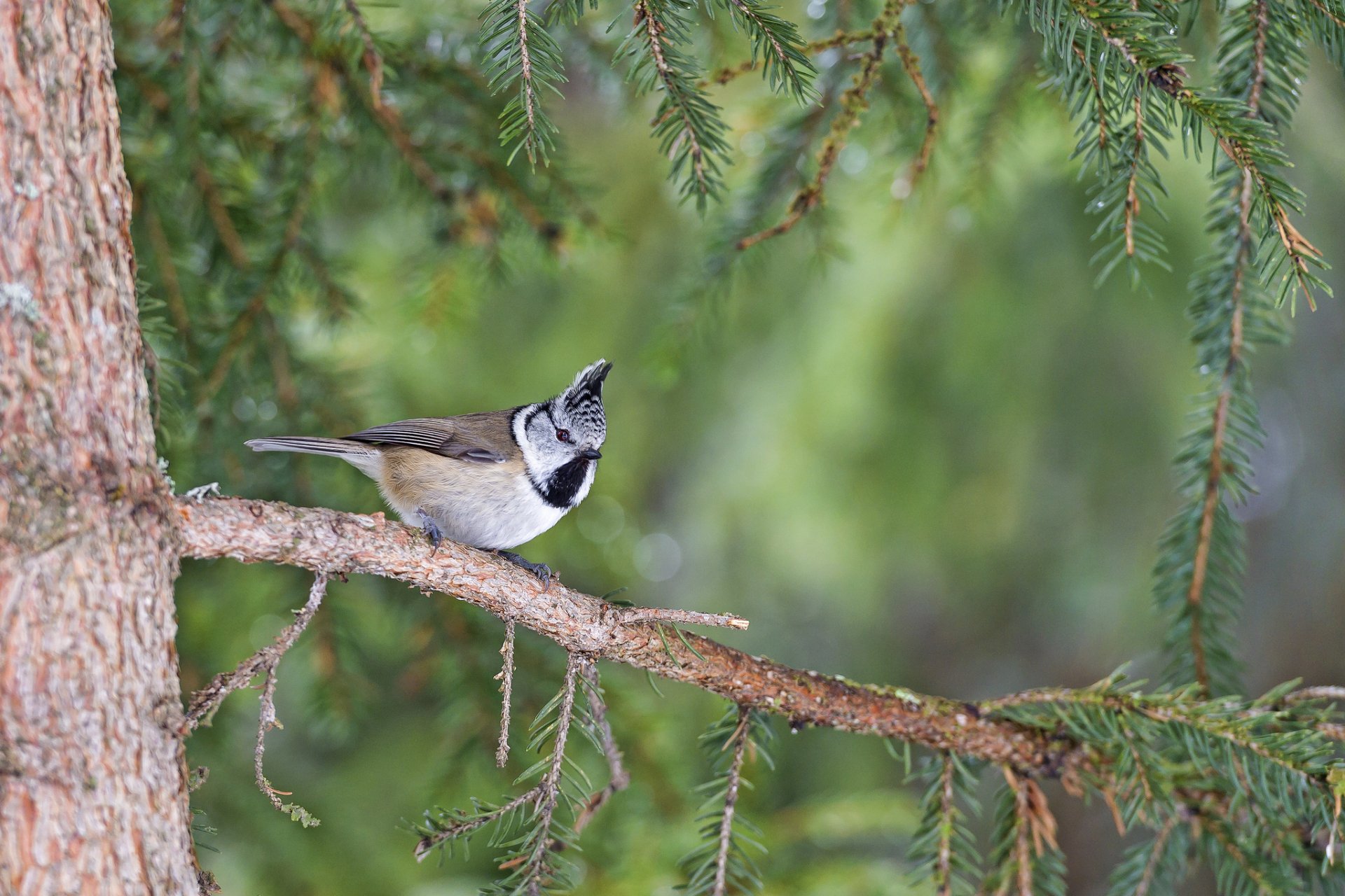 A crested tit perched on a pine branch surrounded by green foliage, captured in a sharp HD image suitable as a PC desktop wallpaper and background.