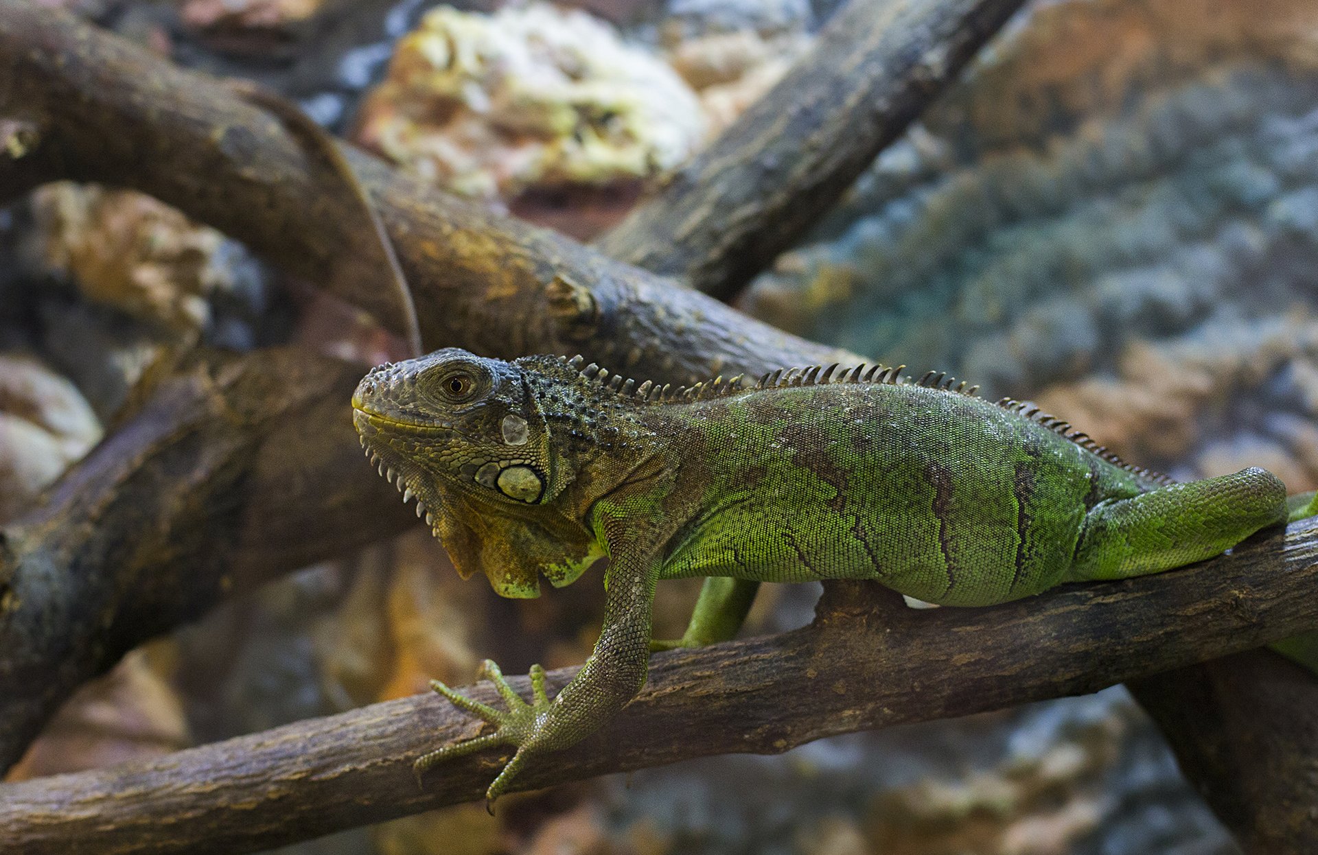 HD desktop wallpaper featuring a close-up of a green iguana resting on tree branches in its natural habitat.