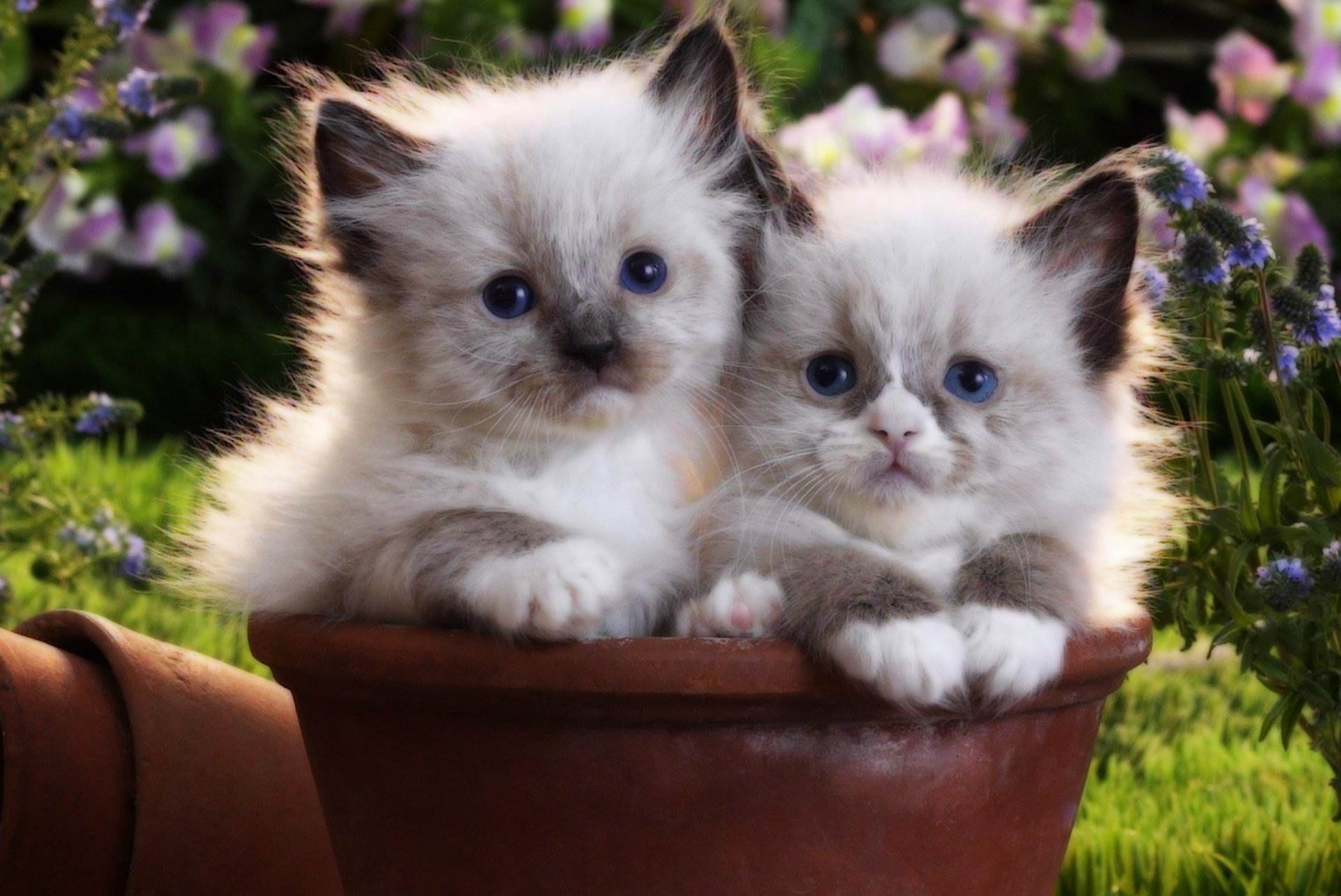 Two adorable kittens with fluffy fur sit side by side in a terracotta pot, surrounded by vibrant flowers, creating a charming HD desktop wallpaper scene.