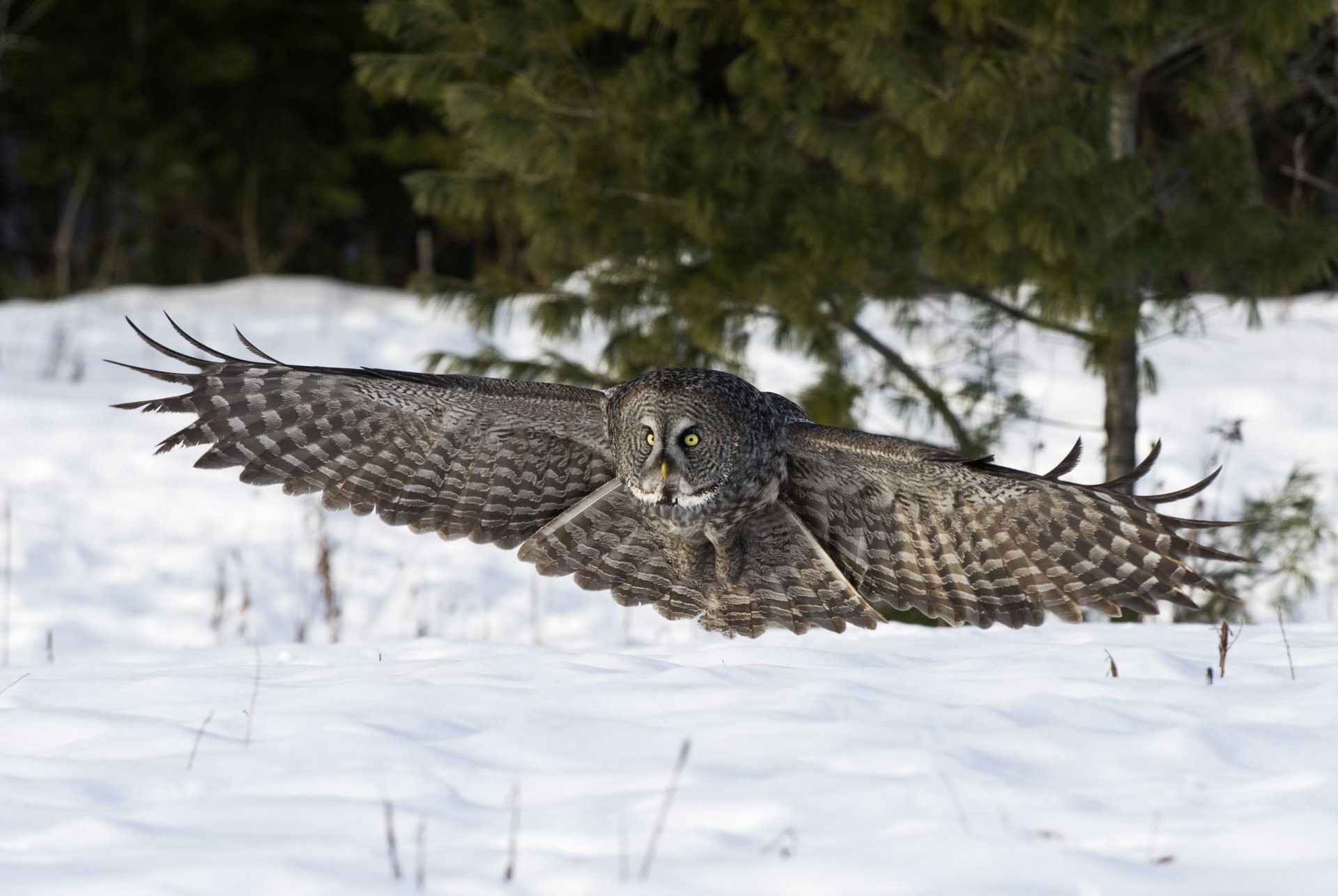 HD PC desktop wallpaper featuring a majestic owl in mid-flight over a snowy landscape with green trees in the background.