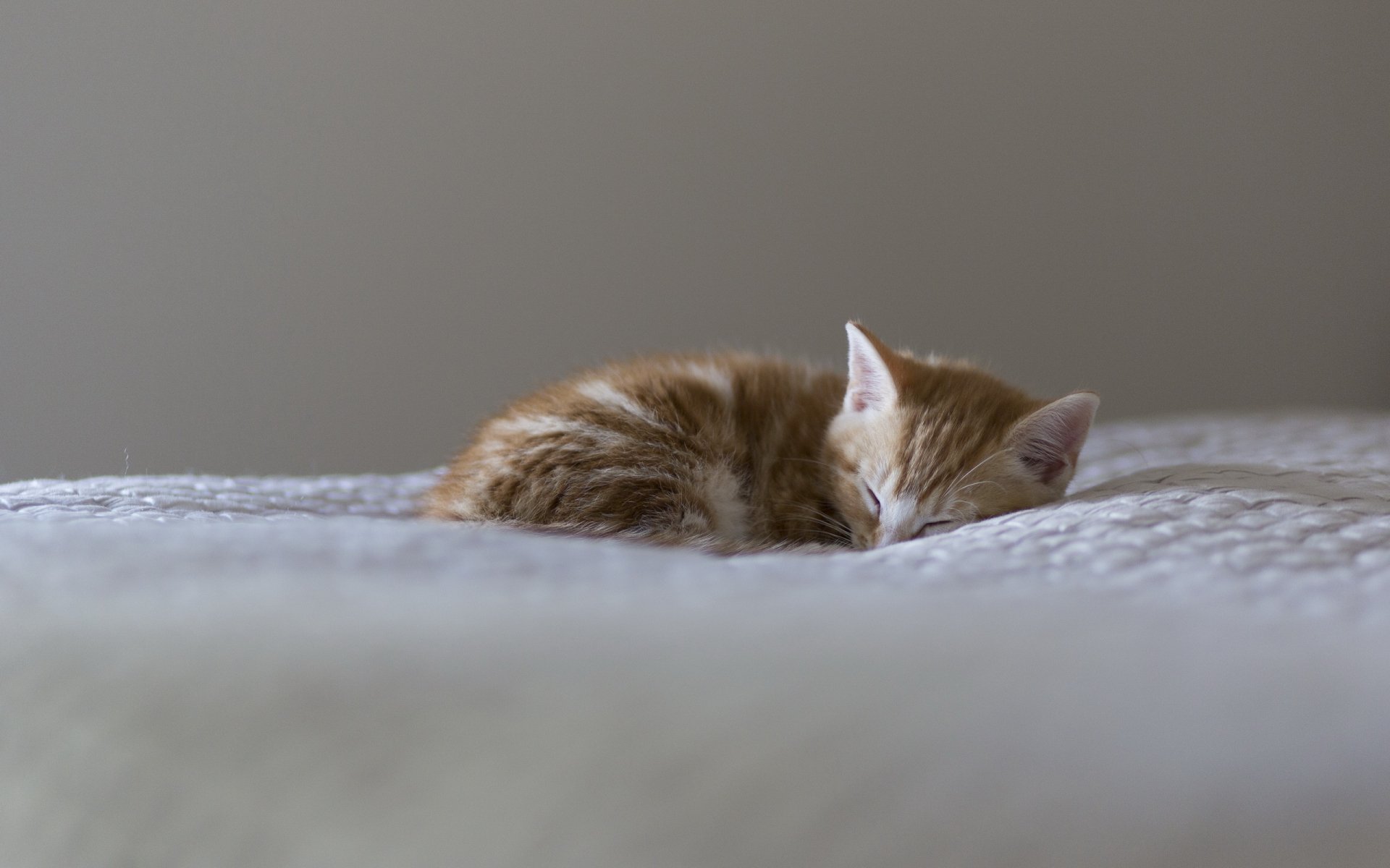 A cozy, sleeping orange tabby cat curled up on a soft surface, captured in a serene moment, making a charming HD PC desktop wallpaper and background.