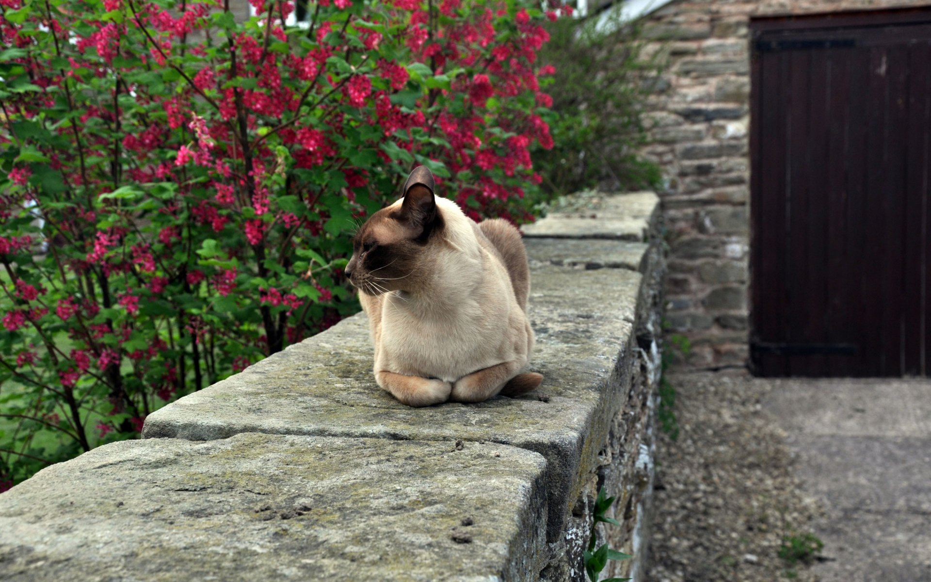 A Burmese cat rests on a stone wall near vibrant red flowers, featured in an HD PC desktop wallpaper showcasing serene outdoor scenery.