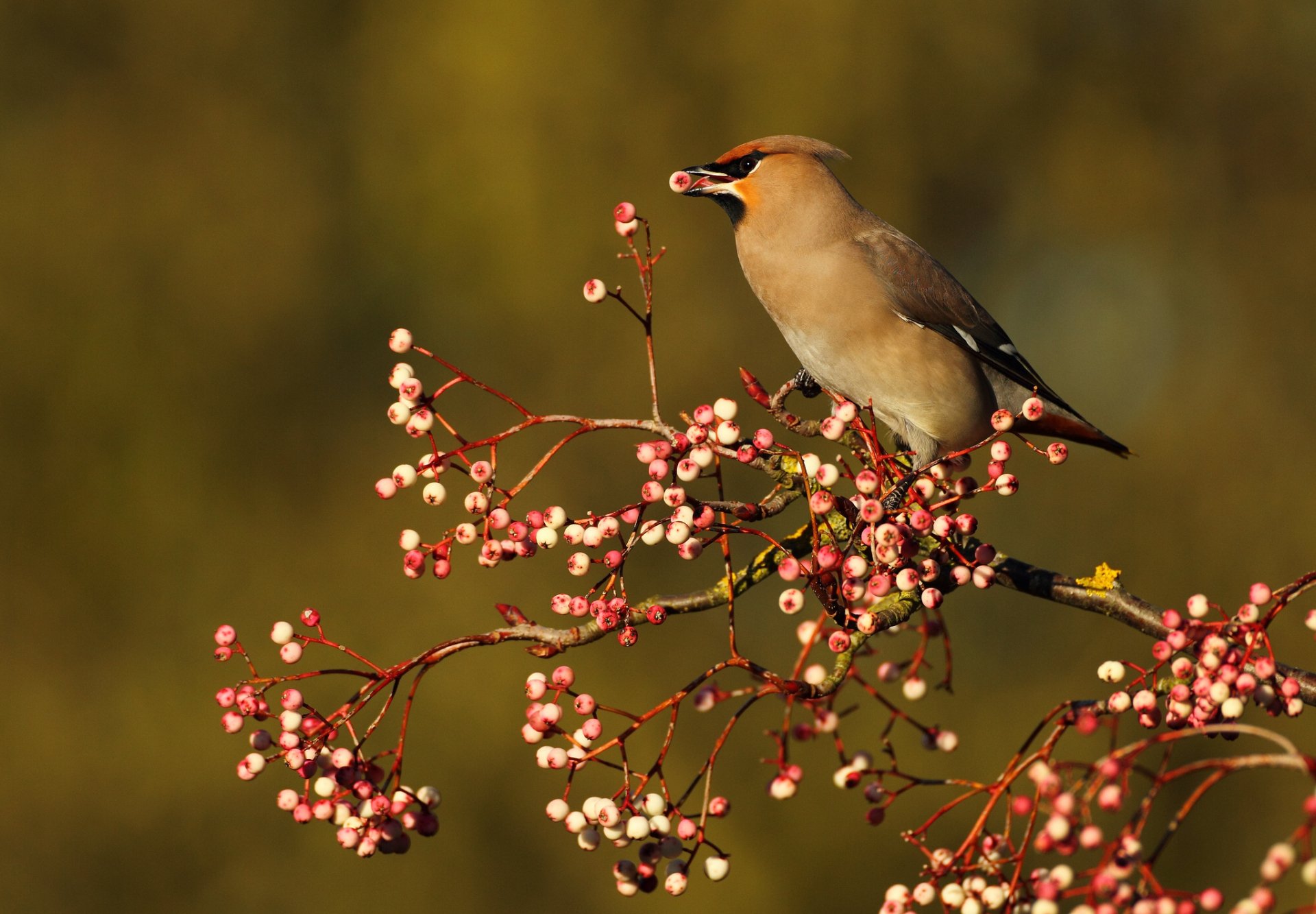 A bird perched on a branch adorned with pink berries, set against a soft, blurred background. This vibrant image serves as an HD desktop wallpaper or background.
