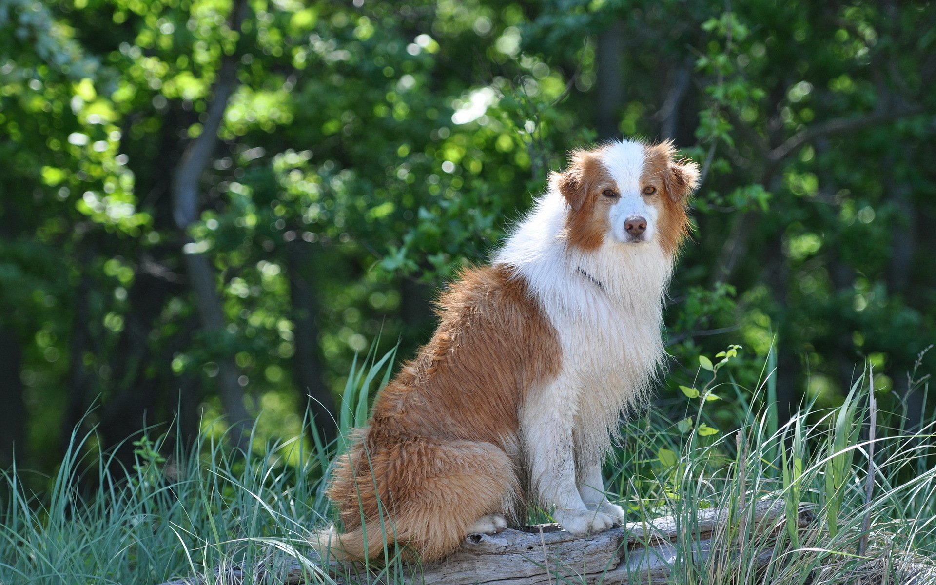 A serene dog sits on a log, surrounded by green foliage, capturing a moment of tranquility in nature. This high-definition image serves as a beautiful desktop wallpaper.