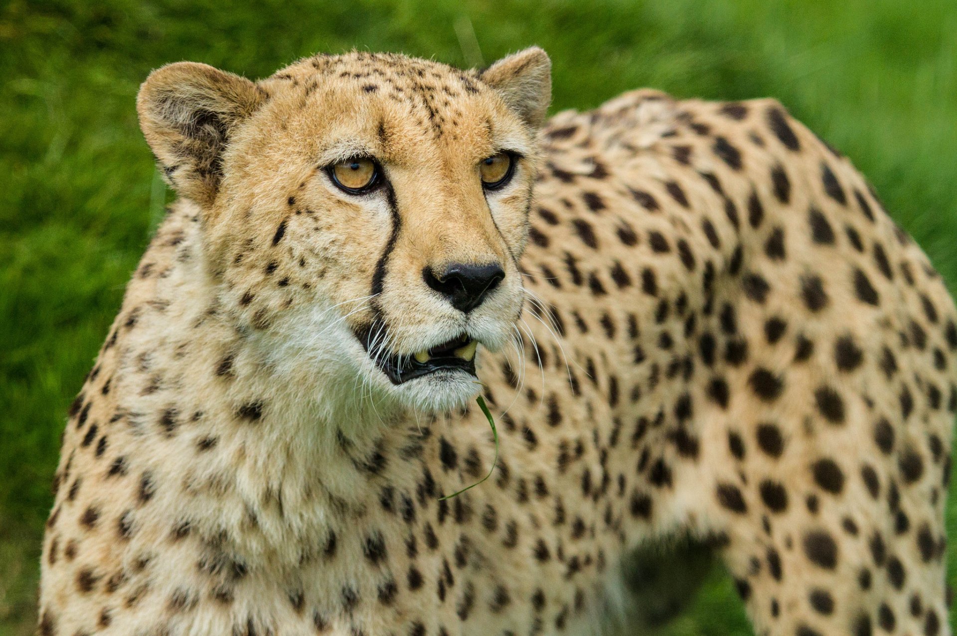 Download Animal Cheetah HD Wallpaper