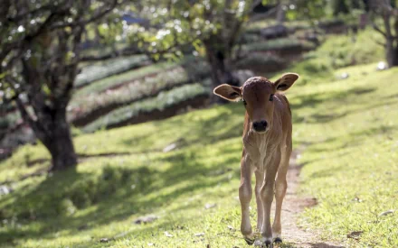 A cow standing on a scenic path in a lush, sunlit setting, with trees and grasslands in the background. HD desktop wallpaper and background.
