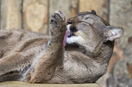 HD desktop wallpaper of a cougar grooming itself, showcasing detailed fur texture against a blurred natural background.