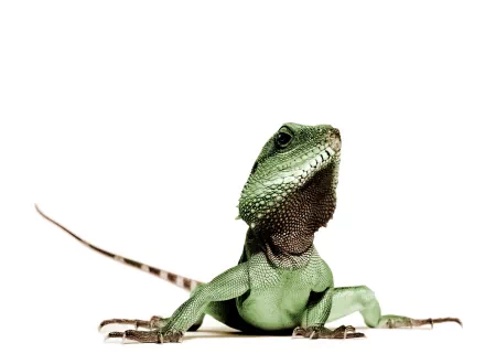 Animal iguana HD Desktop Wallpaper | Background Image