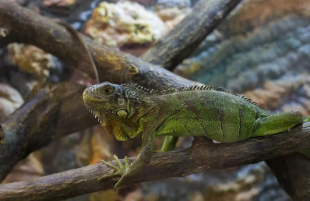 Animal iguana HD Desktop Wallpaper | Background Image