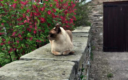 A Burmese cat rests on a stone wall near vibrant red flowers, featured in an HD PC desktop wallpaper showcasing serene outdoor scenery.
