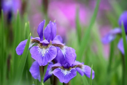 HD PC desktop wallpaper featuring vibrant purple iris flowers blooming amidst green foliage in a serene natural setting.