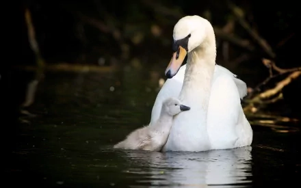 HD PC desktop wallpaper featuring a serene mute swan and its cygnet gliding gently on calm water, showcasing natural beauty and tranquility.
