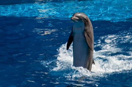 A high-definition desktop wallpaper featuring a Bottlenose Dolphin emerging from a deep blue ocean, with glistening water surrounding the animal.