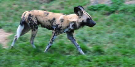 Africa wild dog Animal HD Desktop Wallpaper | Background Image