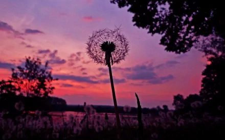 nature dandelion HD Desktop Wallpaper | Background Image