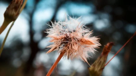 nature dandelion HD Desktop Wallpaper | Background Image