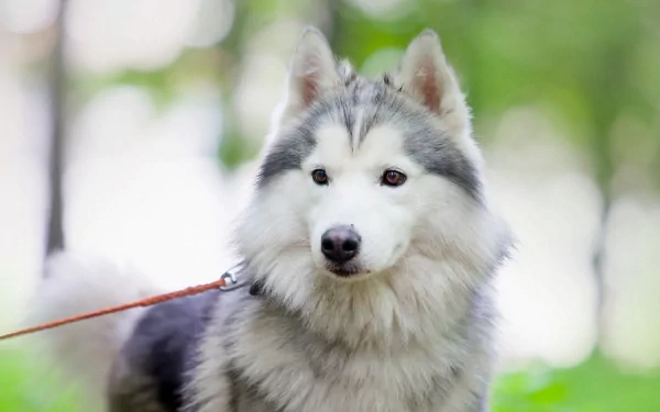 A beautiful husky stands in a lush green setting, showcasing its striking features and fluffy coat. This HD image serves as a captivating desktop wallpaper and background.