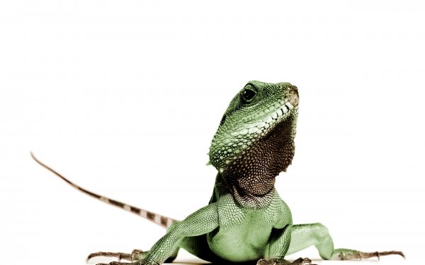 Animal Iguana Reptiles Lizards HD Wallpaper | Background Image