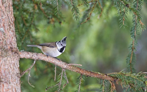 A crested tit perched on a pine branch surrounded by green foliage, captured in a sharp HD image suitable as a PC desktop wallpaper and background.