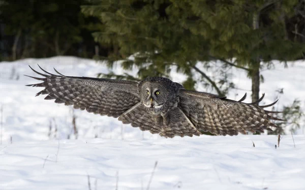 HD PC desktop wallpaper featuring a majestic owl in mid-flight over a snowy landscape with green trees in the background.