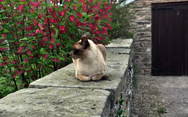 A Burmese cat rests on a stone wall near vibrant red flowers, featured in an HD PC desktop wallpaper showcasing serene outdoor scenery.