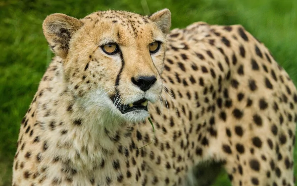 A striking cheetah with distinctive spots gazes intently in this captivating HD desktop wallpaper, showcasing the elegance and beauty of this remarkable animal.