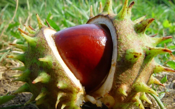 Close-up of a glossy brown chestnut partially enclosed in its spiky green shell, resting on grass in a vibrant nature HD PC desktop wallpaper.