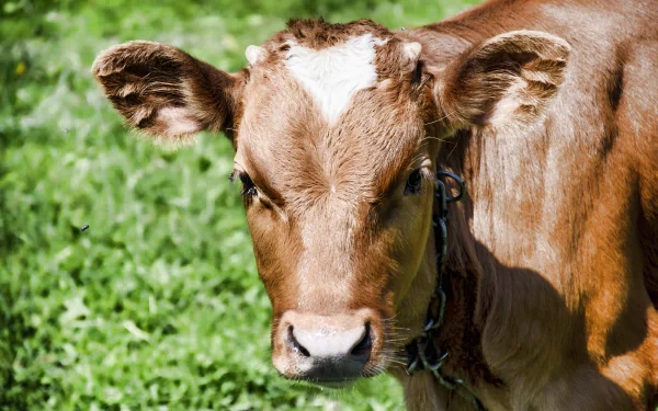 A close-up of a cow's face, showcasing its expressive features, set against a vibrant green background. This image serves as a 4K Ultra HD desktop wallpaper.