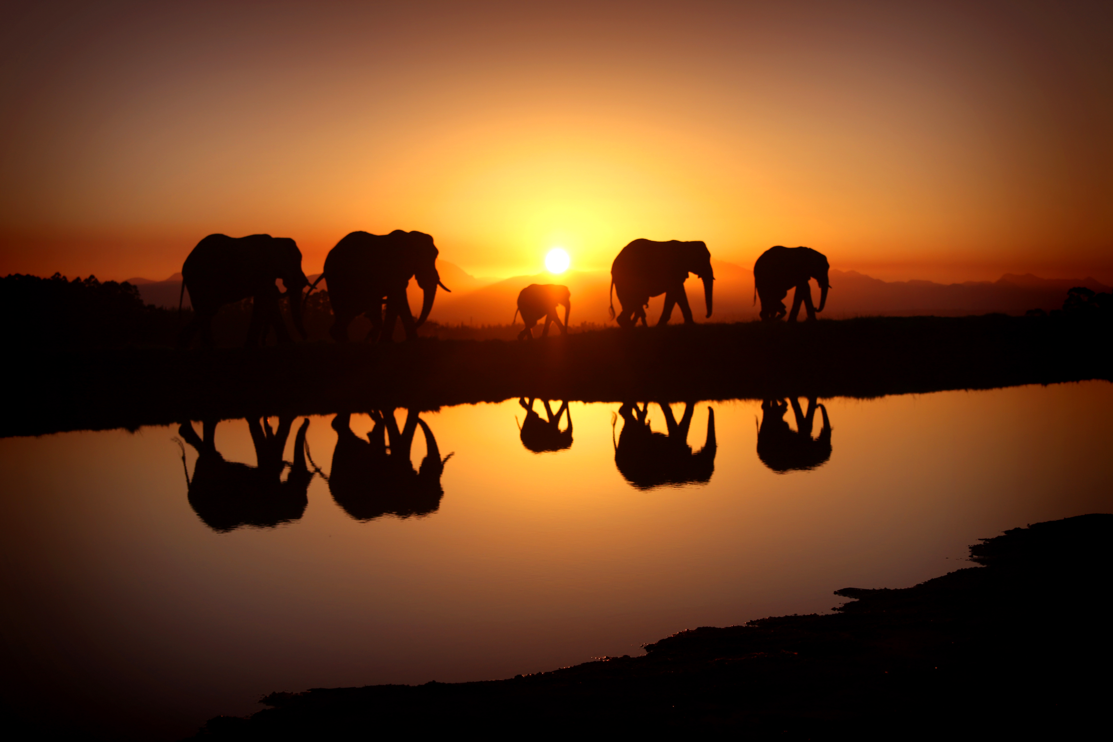 80+ 4K Elefante africano de sabana Fondos de pantalla | Fondos de Escritorio