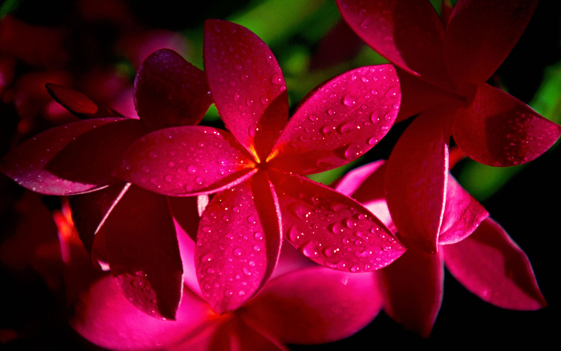 70+ Frangipani HD Wallpapers and Backgrounds
