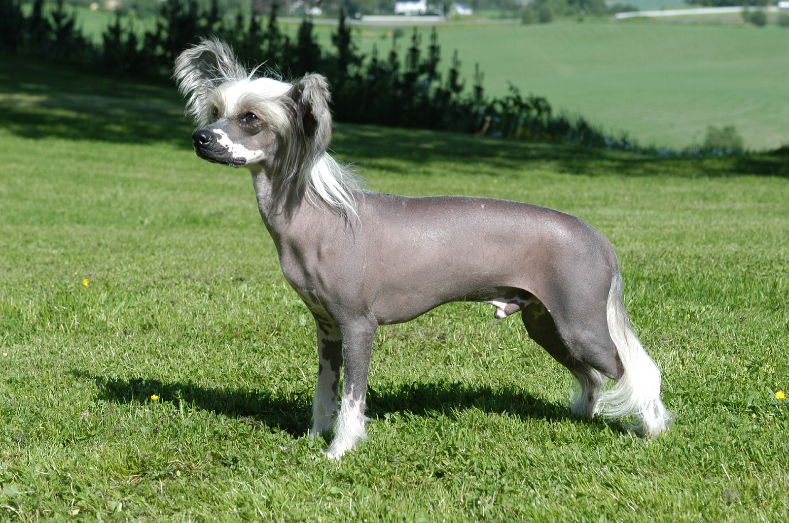 Chinese Crested Dog Wallpaper by Tommy Gildseth