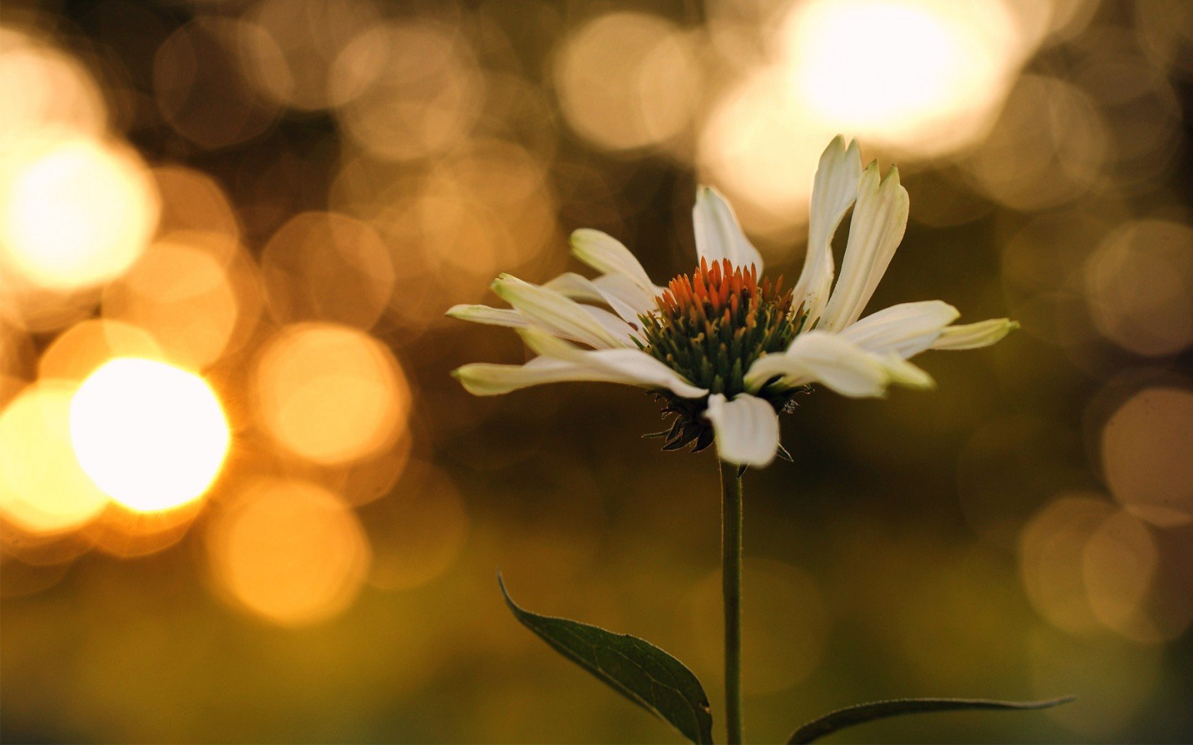 HD PC desktop wallpaper featuring a close-up of a white flower with orange center against a softly blurred, warm-toned natural background.