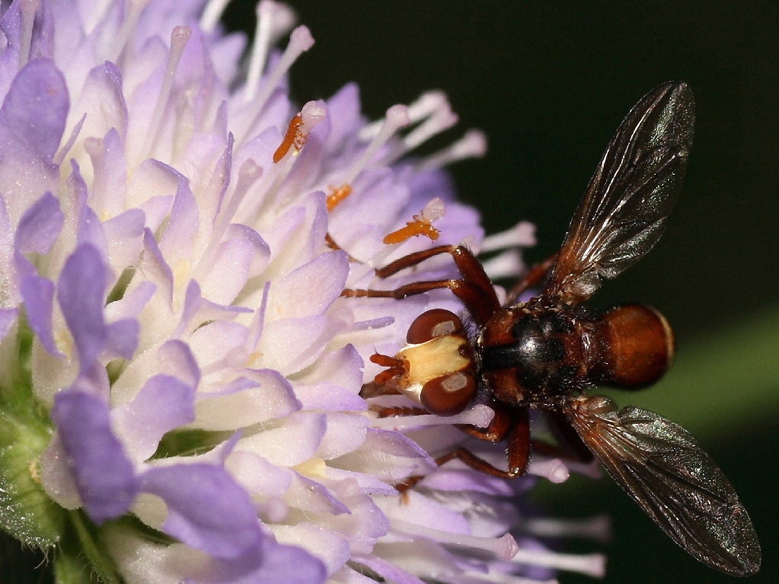 Download Animal Wasp Wallpaper