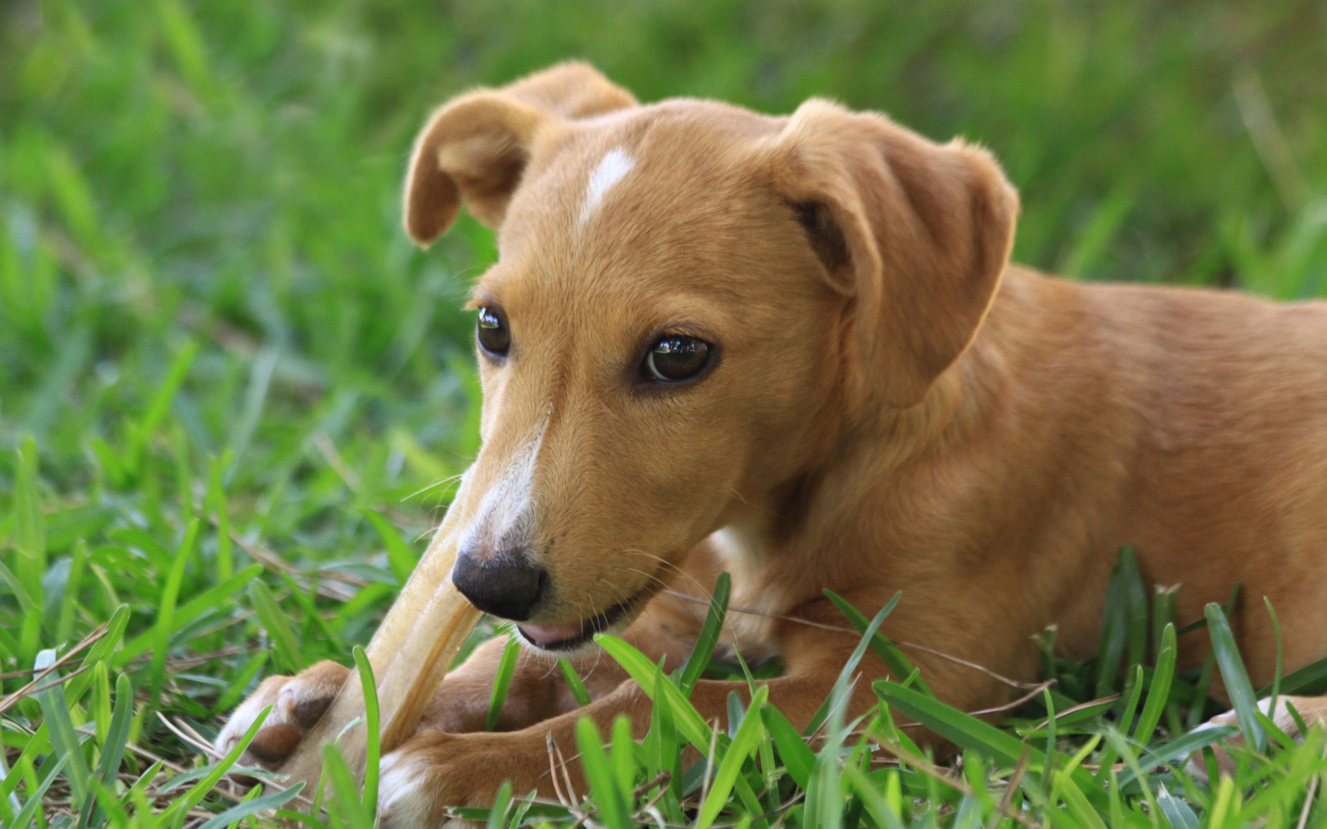 A close-up of a playful brown dog lying on vibrant green grass, suitable as a high-definition desktop wallpaper or background.