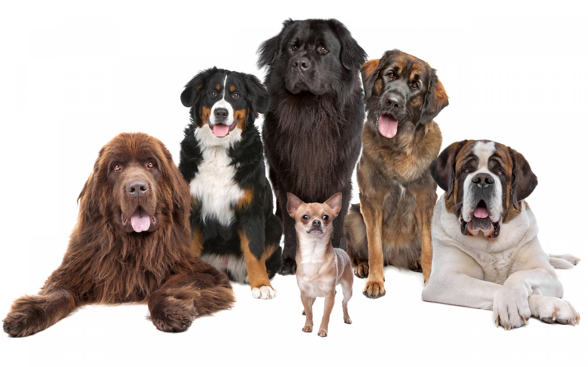 HD desktop wallpaper featuring a group of diverse dog breeds sitting and laying together against a white background.