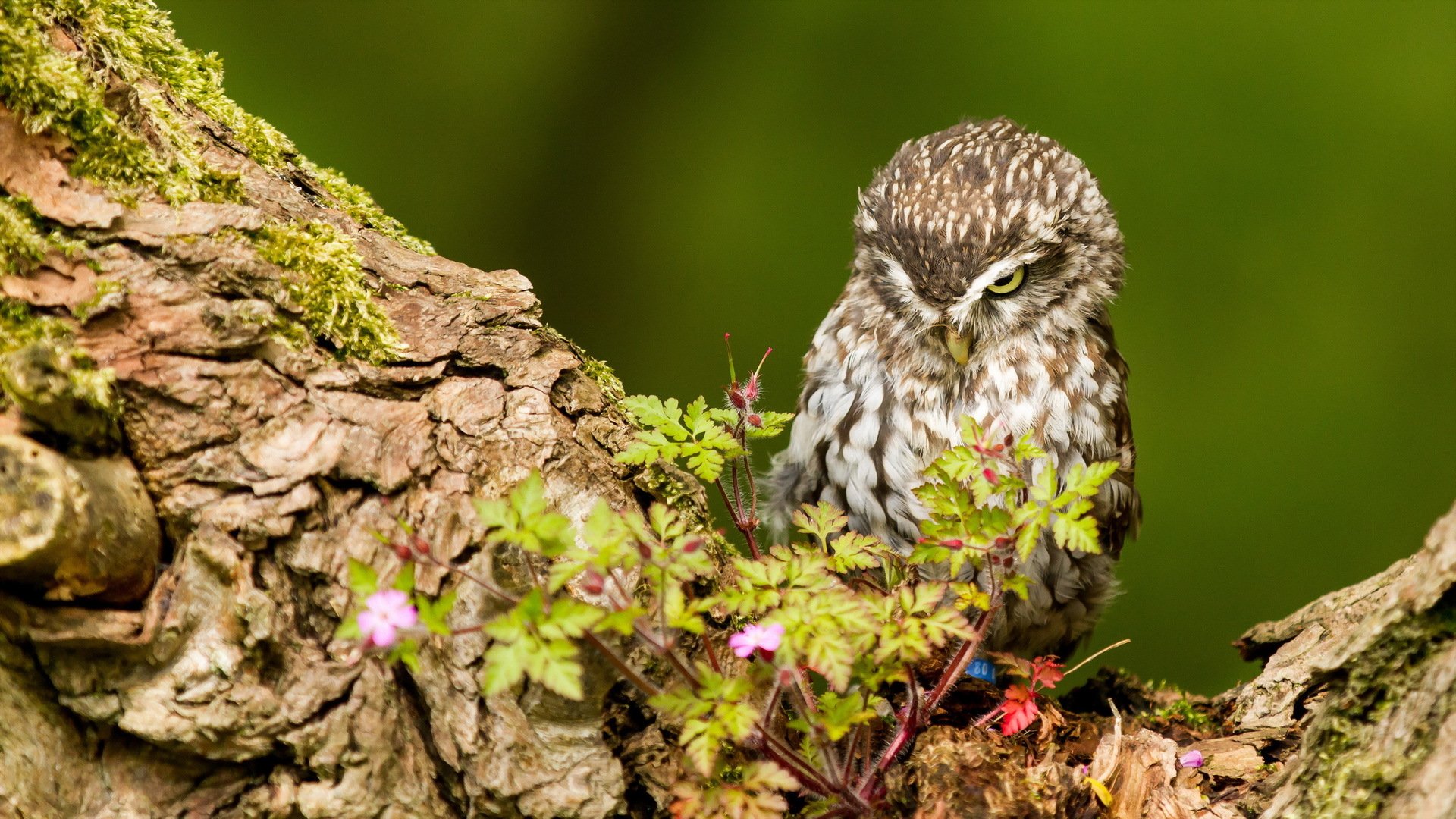 A charming owl perched among greenery on a tree trunk, captured in stunning detail. This HD desktop wallpaper adds a touch of nature's beauty to any background.