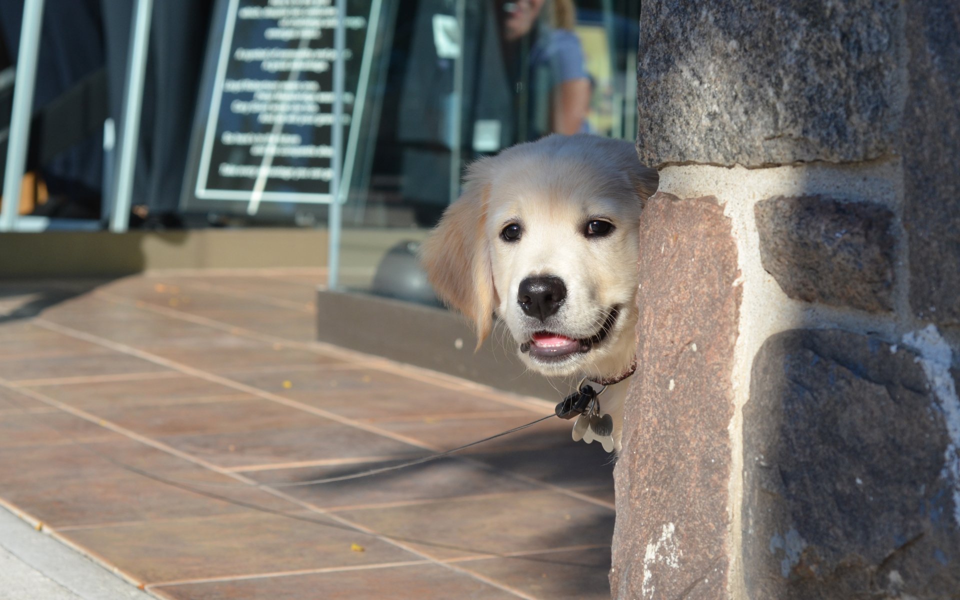 HD desktop wallpaper featuring a playful puppy peeking from behind a stone pillar on a tiled patio.