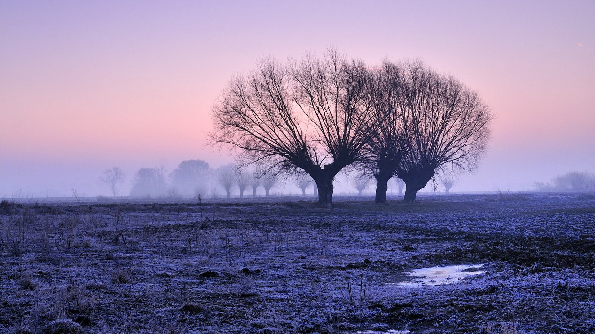 HD desktop wallpaper of a serene nature scene featuring leafless trees standing in a misty field under a soft pink and purple sky at dawn.