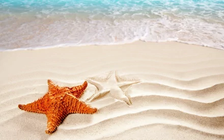 A captivating HD desktop wallpaper featuring two starfish resting on smooth, sandy beach with gentle waves lapping in the background.