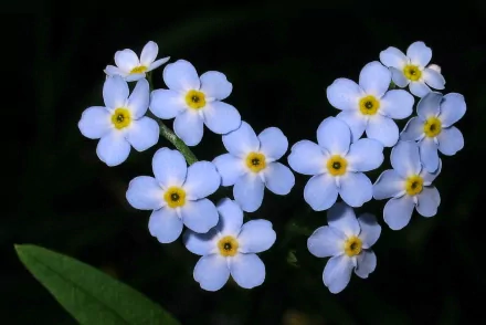 A close-up of delicate blue forget-me-not flowers with yellow centers against a dark background, suitable as a stunning 4K Ultra HD desktop wallpaper.