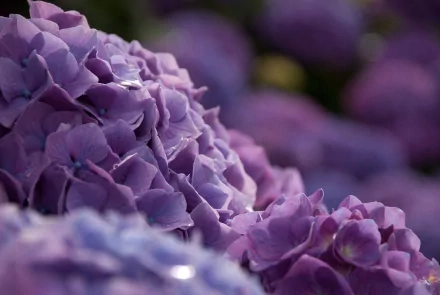 nature hydrangea HD Desktop Wallpaper | Background Image
