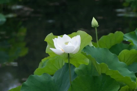nature lotus HD Desktop Wallpaper | Background Image