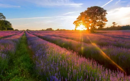 HD PC desktop wallpaper featuring vibrant lavender fields at sunset with golden sunlight streaming through a solitary tree under a clear sky.