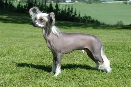 Chinese dog Animal chinese crested dog HD Desktop Wallpaper | Background Image