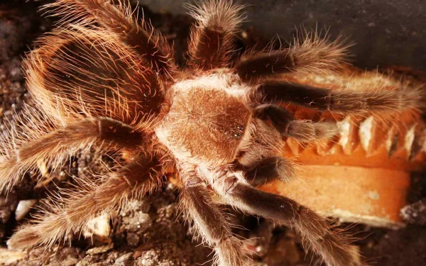 Animal tarantula HD Desktop Wallpaper | Background Image