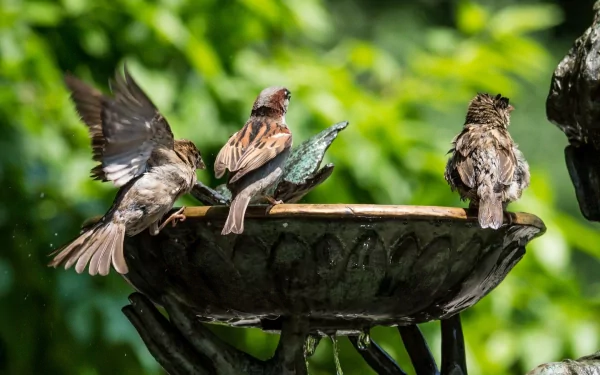 Animal sparrow HD Desktop Wallpaper | Background Image